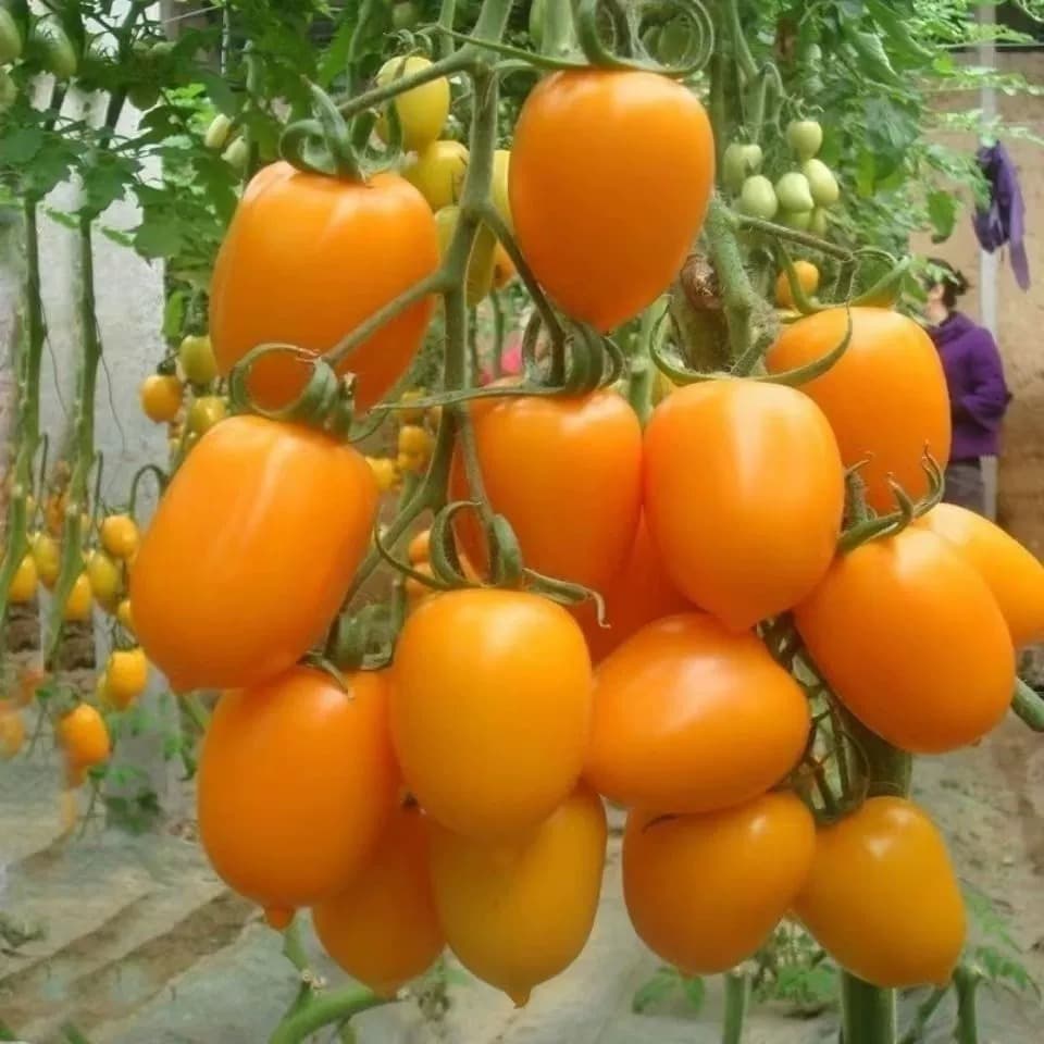 เมล็ดพันธุ์มะเขือเทศเชอรี่สีเหลือง 200 เมล็ด เมล็ดปลูกผักผลไม้ รูปที่ 6