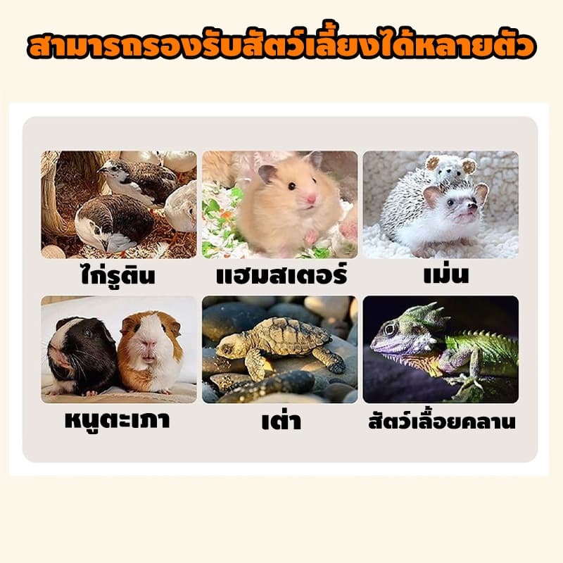40/60/80cm กรงหนูแฮมสเตอร์ไม้ กรงหมีทอง กรงหนูแฮมสเตอร์ ฮามสเตอร์ กรงสัตว์เลี้ยง โปร่งใส ไม้ ระบายอากาศและระบายอากาศ รูปที่ 2