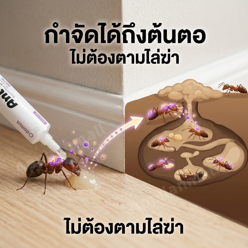 เจลกำจัดมด สูตรไร้สารพิษ ปลอดภัยในห้องครัว ฆ่ามดตายยกรัง เหยื่อมดคุณภาพสูง ใช้งานง่าย ไม่ทิ้งคราบ รูปที่ 4