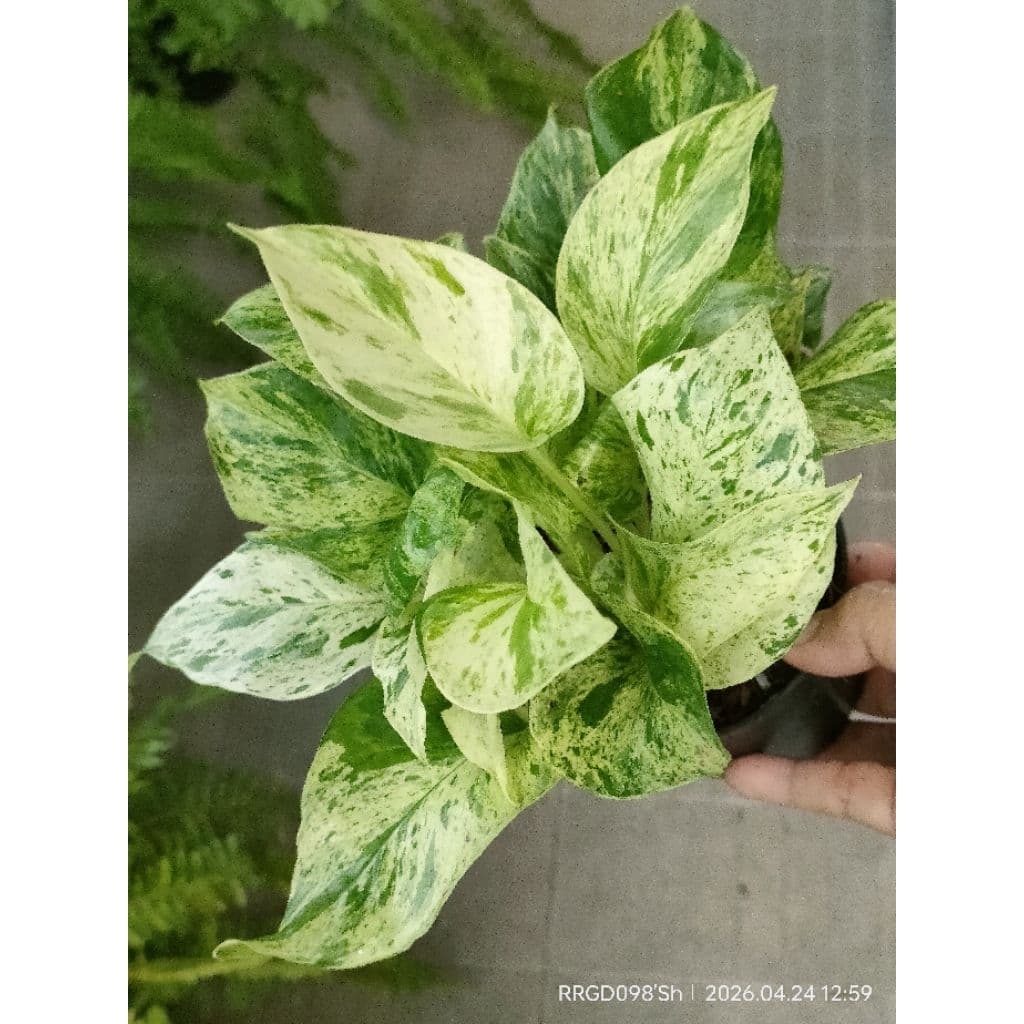 พลูด่าง/พลูด่างราชินีหินอ่อนMarble Queen กระถาง3-8นิ้วและแบบกิ่งตัดสด รูปที่ 4
