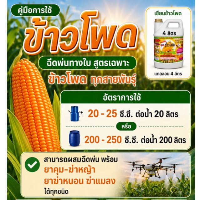 เซียนข้าวโพด 1แถม1 ช่วยช่วยให้ฝักใหญ่ เมล็ดเต็ม แกนเล็ก น้ำหนักดี ฮอร์โมนฉีดพ่นทางใบ รูปที่ 2