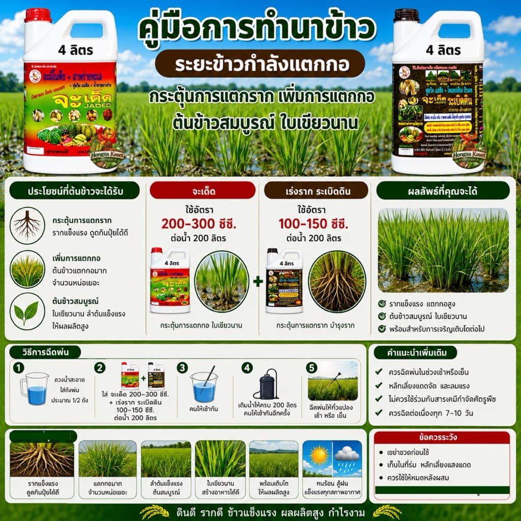 จะเด็ดสำหรับ นาข้าวอะมิโน นํ้าตาลทางด่วน สาหร่ายทะเล อาหารพืช ฮอร์โมนพืช รูปที่ 4
