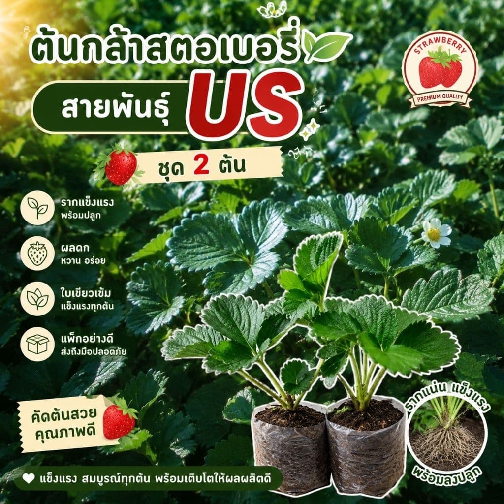 ต้นกล้าสตรอเบอรี่สายพันธุ์USหรืออเมริกาจัมโบ้ ชุด 2 ต้น รูปที่ 1