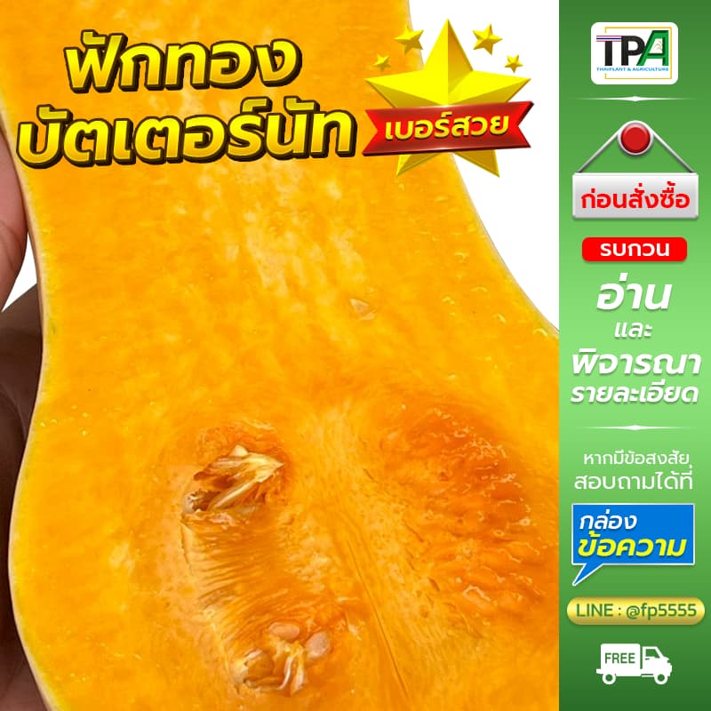 ฟักทองบัตเตอร์นัท 1, 2, 3, 4, 5 กก. - Butternut Squash . รูปที่ 3