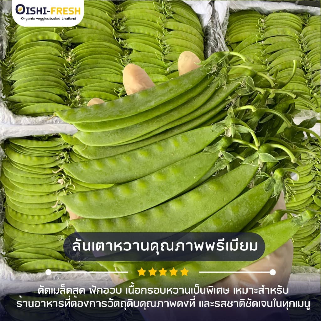 Oishi-Fresh ถั่วลันเตาแบน 1 กก.ปลอดสารพิษ รสชาติกรอบ สด ใหม่ ใยอาหารสูง หวานออร์แกนิค จัดส่ง 24 ชม. รูปที่ 2