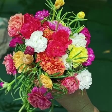 แพรเซี่ยงไฮ้ ดอกคุณนายตื่นสาย ดอกแพรเซี่ยงไฮ้ รูปที่ 1