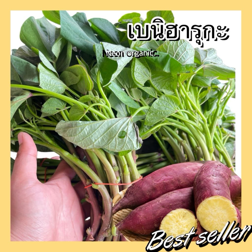 เบนิฮารุกะ100% 30ยอด 50บาท ยอดพันธุ์มันหวานญี่ปุ่น รูปที่ 1