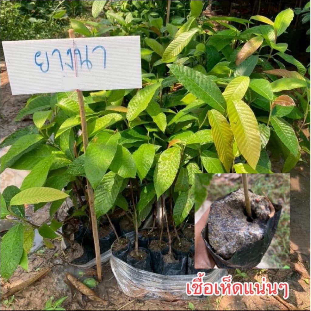ต้นยางนา ชุด 10 ต้น ราดเชื้อเห็ดป่า 8 ชนิด (เห็ดระโงก ตะไค ก่อแดง ก่อขาว น้ำหมาก ถ่าน หลังแหล่ ผึ้ง) รูปที่ 1