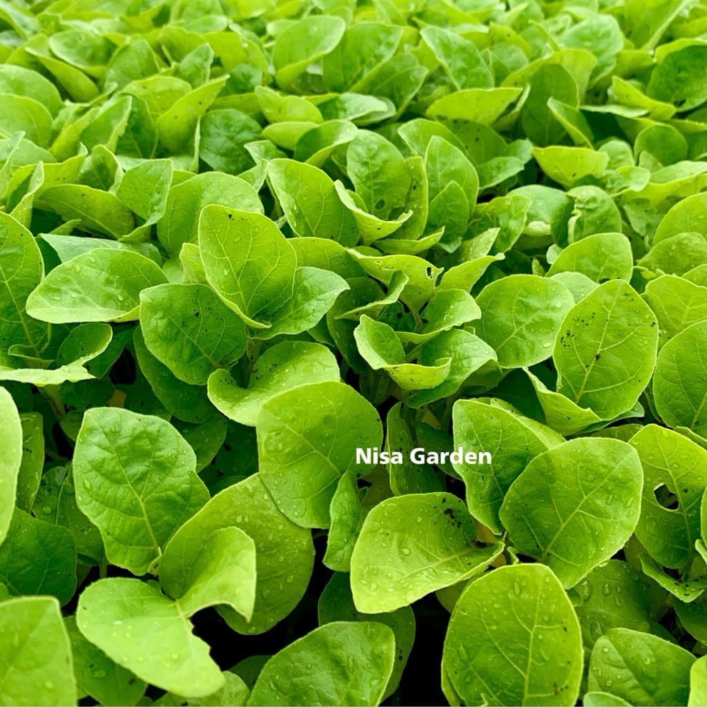 Nisa Garden ต้นกล้ามะเขือยาว F1 ท็อปกัน ตราศรแดง แข็งแรง โตเร็ว รูปที่ 4