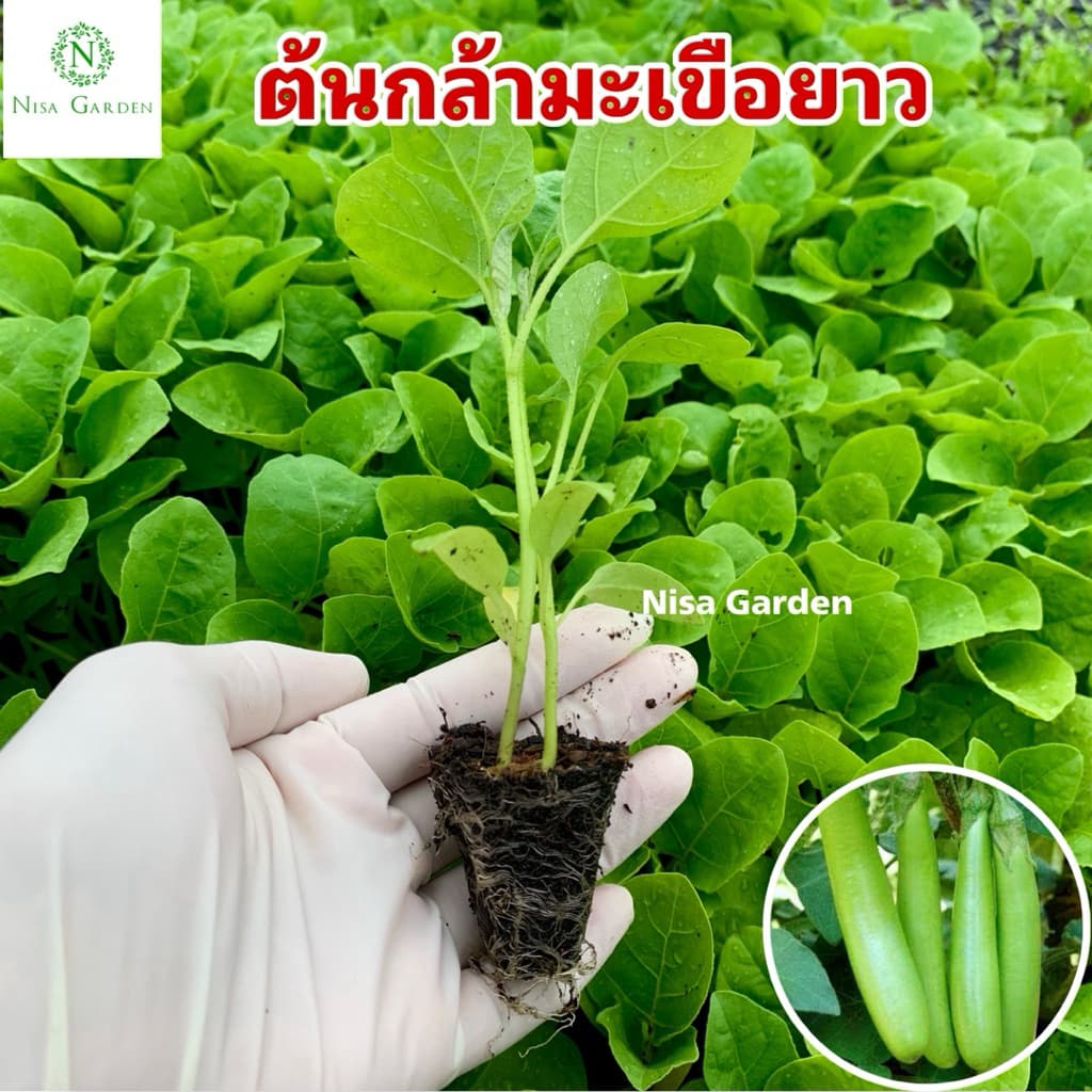 Nisa Garden ต้นกล้ามะเขือยาว F1 ท็อปกัน ตราศรแดง แข็งแรง โตเร็ว รูปที่ 1