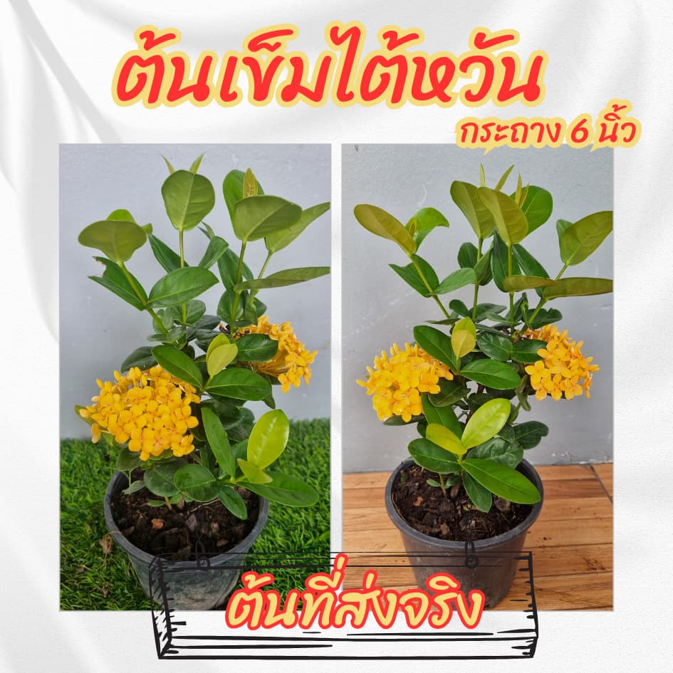 ต้นเข็มไต้หวันดอกสีเหลือง กระถาง 6 นิ้ว ออกดอกตลอดทั้งปี ดอกทนไม่ร่วงง่าย รูปที่ 7