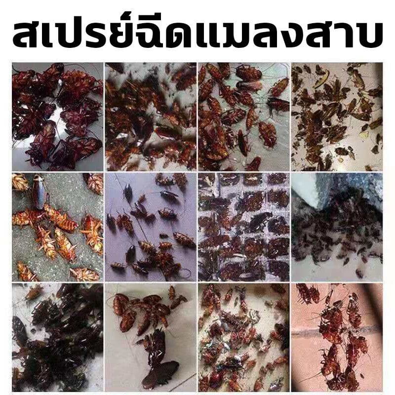 ไม่มีแมลงสาบในบ้านใน 1 ปี นำเข้าจากประเทศญี่ปุ่น สเปรย์กำจัดแมลงสาบ300ml แมลงสาบจะตายหากสัมผัส ไม่มีสี ไม่มีกลิ่น ไม่เหน รูปที่ 3