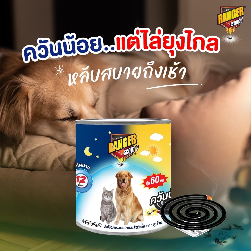 เรนเจอร์ พี ยากันยุงควันน้อย 12 ชม 60 ขด + ตะแกรง 111S007 รูปที่ 5