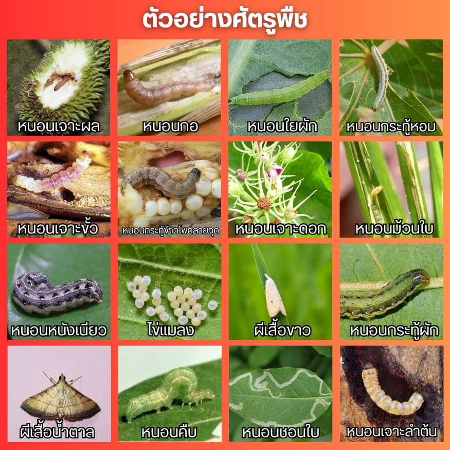 คลอร์ฟีนาเพอร์10เอสซี หนอนกระทู้ข้าวโพด หนอนกอ หนอนเจาะผล หนอนเจาะดอก หนอนเจาะขั้ว รูปที่ 2