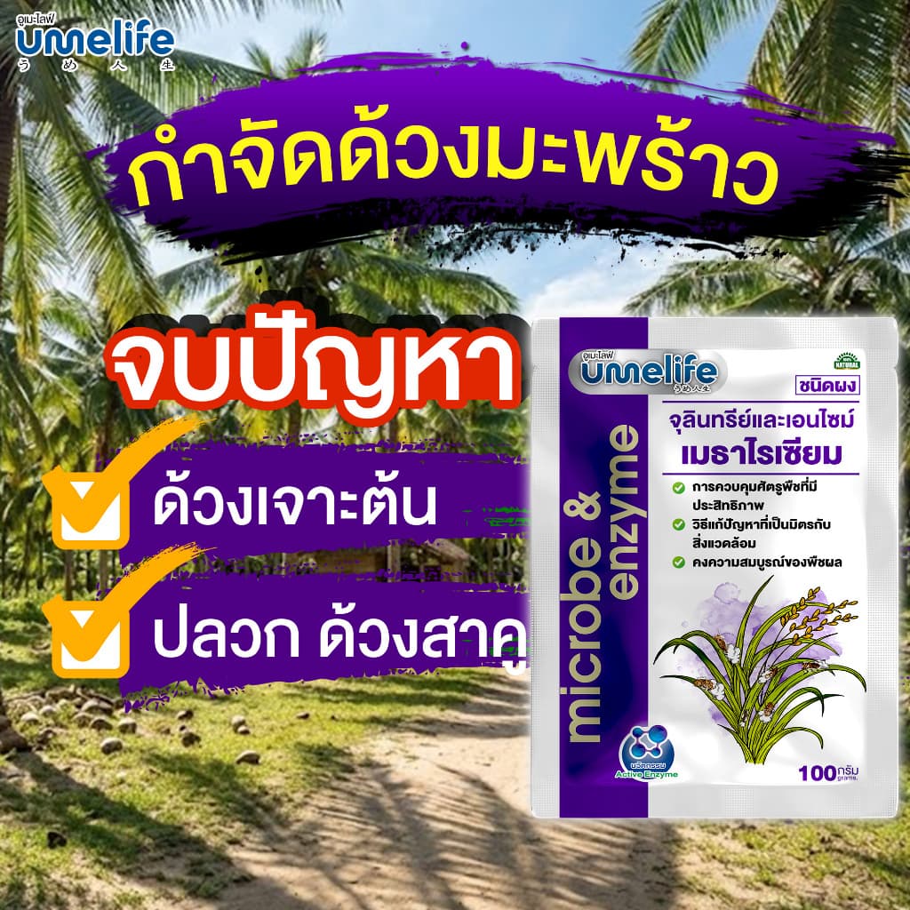 อูเมะไลฟ์ เมธาไรเซียม 100 กรัม กำจัดด้วง ตัวอ่อนด้วง กำจัดปลวก กำจัดแมลงใต้ดิน ช่วยให้ต้นไม้สมบูรณ์ รูปที่ 4
