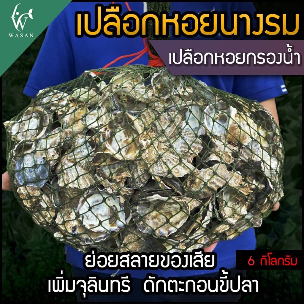 เปลือกหอยนางรม 6 kg.ใส่ถุงตาข่ายอวนเขียว พร้อมใช้งาน BY วสันต์อุปกรณ์ปลาสวยงาม รูปที่ 2