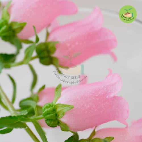 เมล็ดพันธุ์ดอกระฆังสีหวาน 10 เมล็ด รูปที่ 3