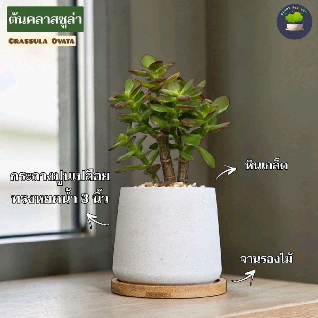 ต้นไม้มงคล/ต้นไม้ฟอกอากาศ พร้อมกระถางปูน3"นิ้ว ครบชุดพรอมปลูก วางโต๊ะทำงาน ประดับบ้าน/คอนโด/ร้าน/café/ออฟฟิศ/สำนักงาน รูปที่ 3