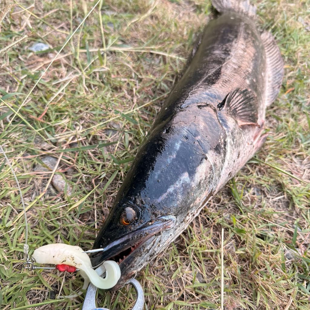 ตะขอเบ็ดรุ่น Sian Hook งานปลาช่อน คุณภาพสูง สำหรับเหยื่อยางขนาดมาตรฐาน 6.5cm. ถึง 7.5cm รูปที่ 8