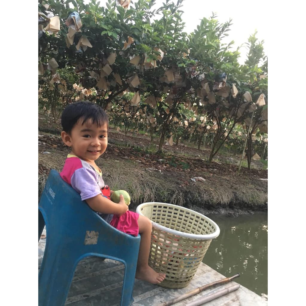 ฝรั่งไส้แดงเกรดมีตำหนิ นิดหน่อย 1 กิโล รูปที่ 8
