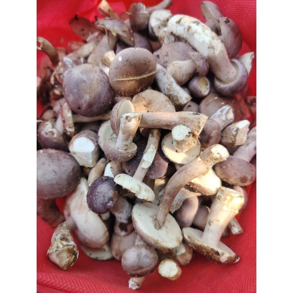 เห็ดผึ้งขมต้ม เห็ดยูคา 1kg. รูปที่ 4