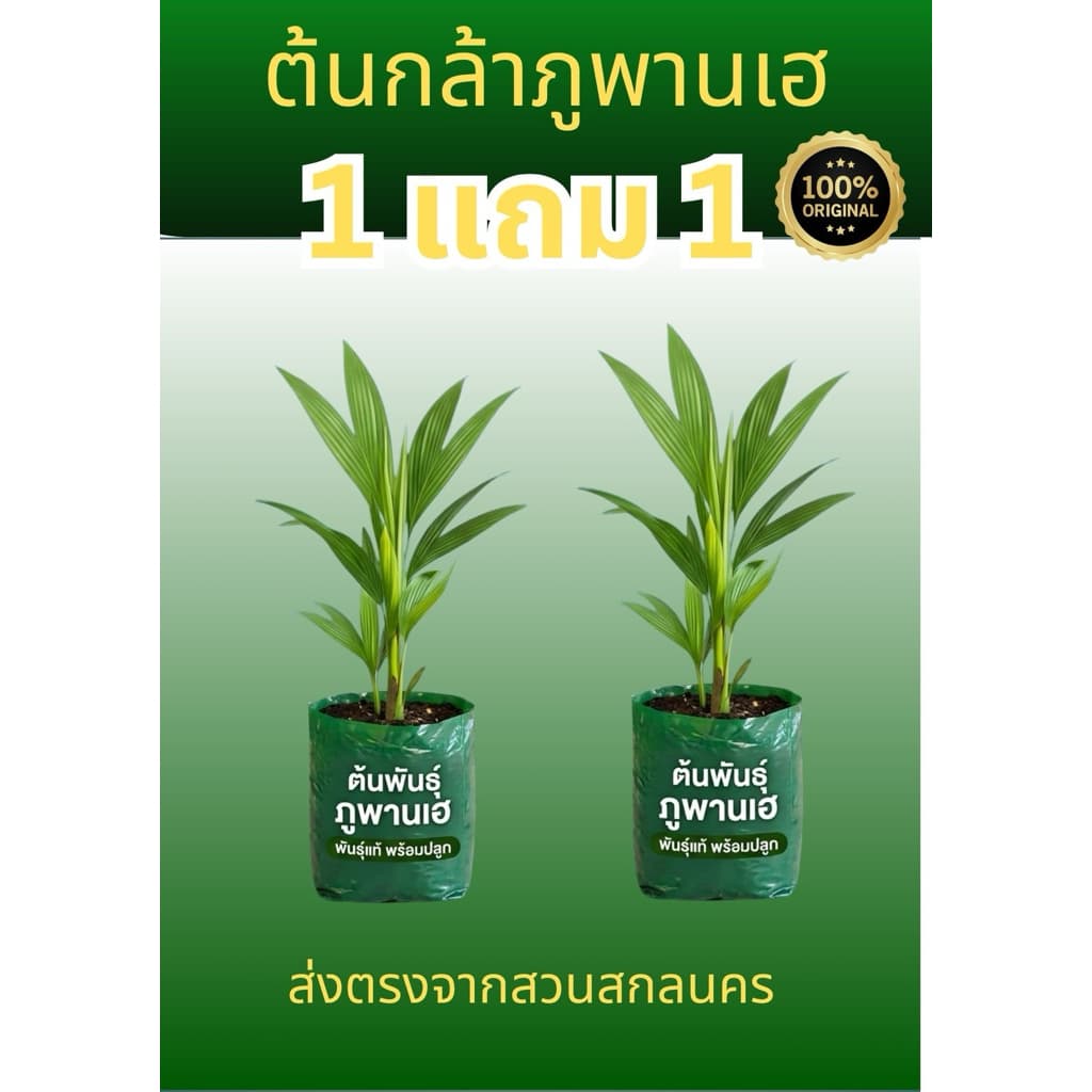 ต้นภูพานเฮ 1 แถม 1 ต้นพืชเศรษฐกิจใหม่จากสวนสกลนคร ยินดีรับคืน รูปที่ 1
