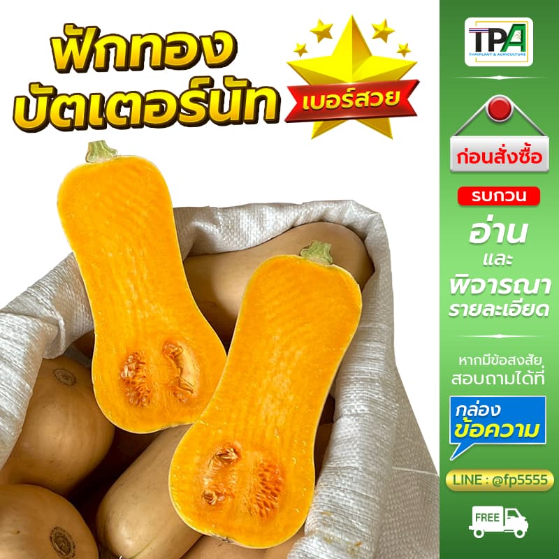 ฟักทองบัตเตอร์นัท 1, 2, 3, 4, 5 กก. - Butternut Squash . รูปที่ 4