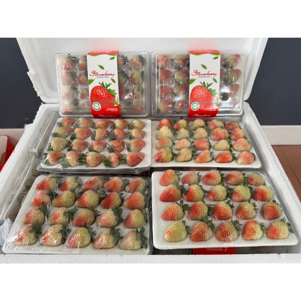 สตรอเบอรี่สด สตรอเบอรี่นำเข้าจากจีน เปรี้ยวหวาน สดชื่น ขนาด15-20-24ลูก อ่านรายละเอียดทุกอย่างก่อนกดสั่ง รูปที่ 5