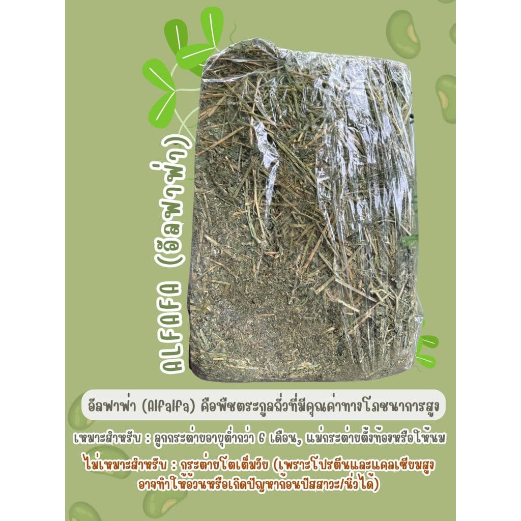 best 1stหญ้าเขียวๆอัลฟาฟ่าก้านใบ แบบปึก5กก และ25kg รูปที่ 2