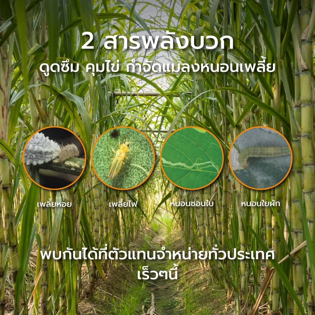 รอนฟอส 2 พลังบวก ขนาด 1 ลิตร กำจัดหนอนกอ หนอนม้วนใบ เพลี้ยง ด้วงหมัดผัก รูปที่ 4