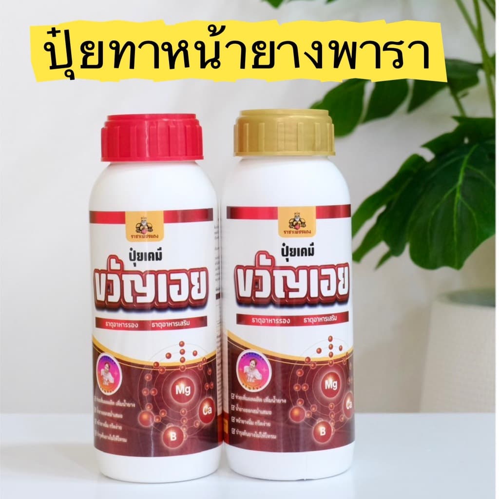 ยาทาหน้ายาง ปุ๋ยทาหน้ายางพรีเมี่ยม ธาตุอาหารเสริม เพิ่มน้ำยางและรักษายางตายนึ่ง รูปที่ 1