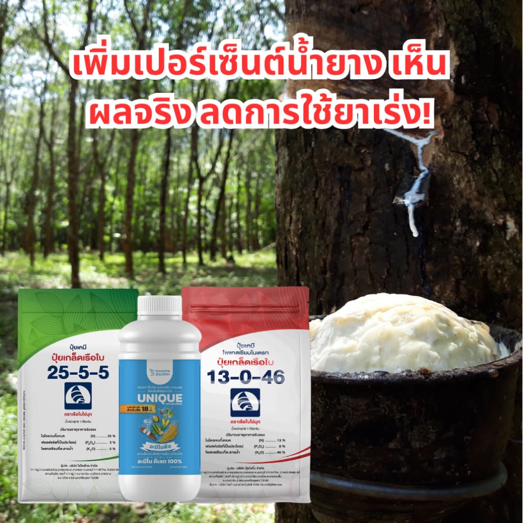 เซตเร่งน้ำยาง ปุ๋ยเกล็ดเรือใบ 25-5-5 1 กก. อะมิโนพืชคีเลต 1 ลิตร ปุ๋ยเกล็ดเรือใบ 13-0-46 1 กก. บำรุงหน้ายาง ฟื้นต้น รูปที่ 2