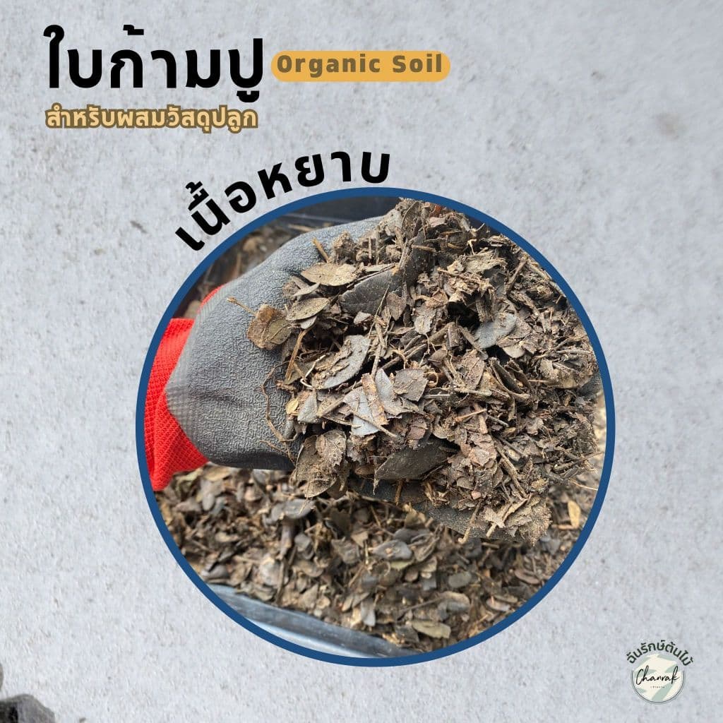 วัสดุปลูก รวมหลายรายการ พร้อมใช้ ขนาด 1 ลิตร เปลือกสน เม็ดดินเผา หินภูเขาไฟ ใบก้ามปู เพอร์ไลท์ ดินญี่ปุ่น รูปที่ 7