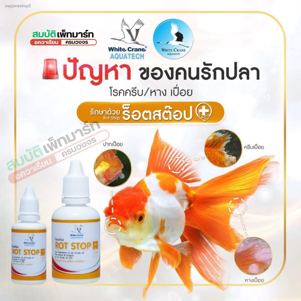 Rot Stop ร๊อตสต๊อป ควบคุมปรสิตภายนอก และป้องกันอาการที่เกิดจากเชื้อรา เน่าเปื่อย เหงือกเน่า ในปลา รูปที่ 1