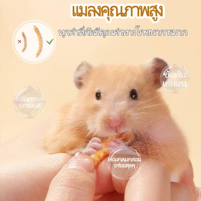 PETLUSCI® หนอนนกอบแห้ง 1300ML หนอนอาหาร หนอนอบแห้ง อาหารหนูแฮมเตอร์ hamster โปรตีนสูง อาหารนก เต่า รูปที่ 5