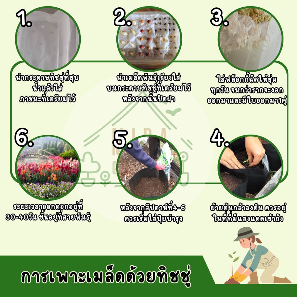 เมล็ดพันธุ์ดอกบานชื่นแคระ 50 เมล็ด รูปที่ 6