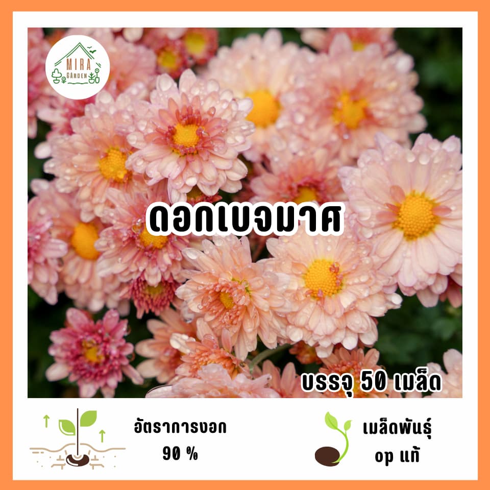 เมล็ดพันธุ์ดอกเบญจมาศ 50 เมล็ด รูปที่ 1
