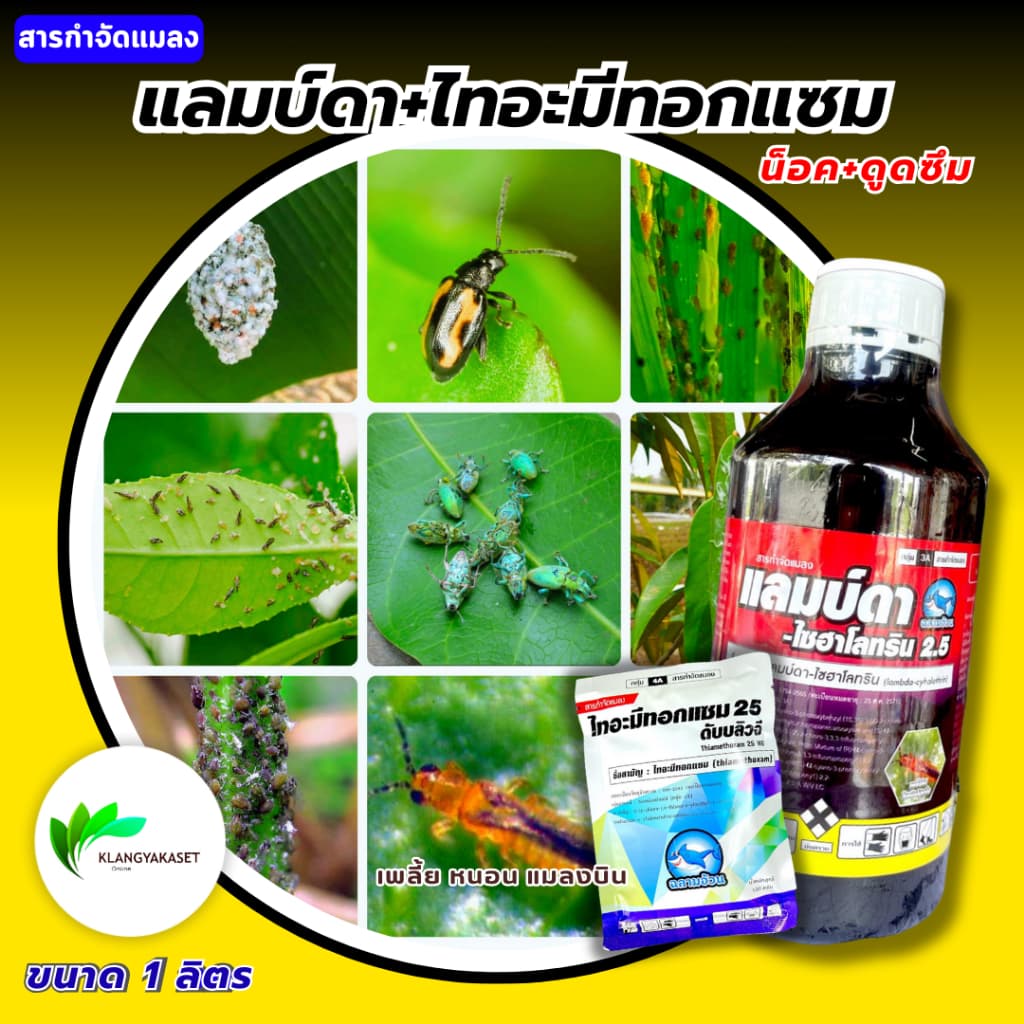 แลมบ์ดา 1 ลิตร + ไทอะ ซอง #ฉลามอ้วน แลมป์ดา-ไซฮาโลทริน แลมบ์ดา ไซฮาโลทริน ยาน็อค สูตรเย็น กำจัดแมลง ไลก้า แลมด้า รูปที่ 1