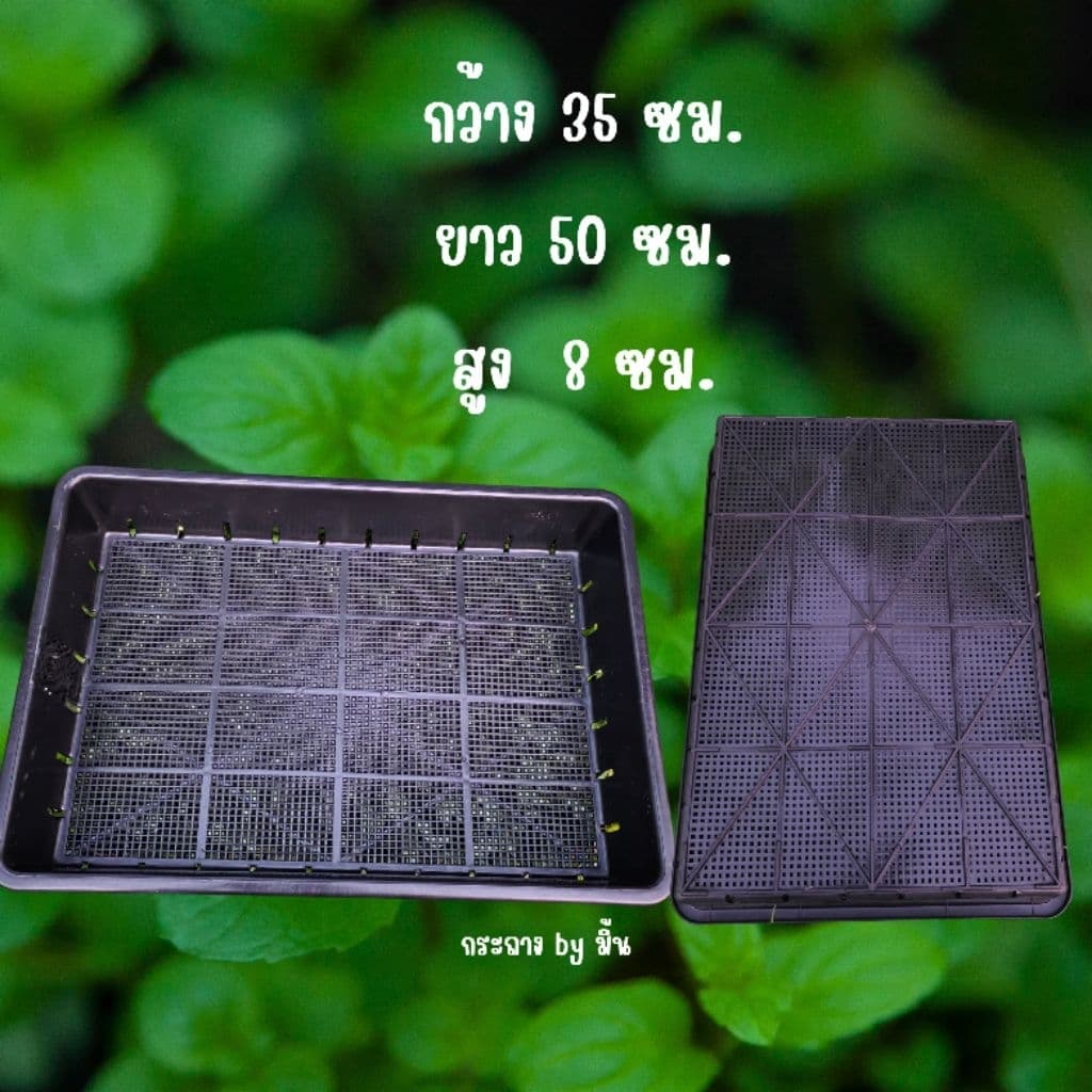 ถาดไดโซะไซส์ใหญ่ มีรู/แบบทึบ ถาดเพาะต้นอ่อน เพาะกล้า เพาะชำ เพาะเมล็ด รูปที่ 2