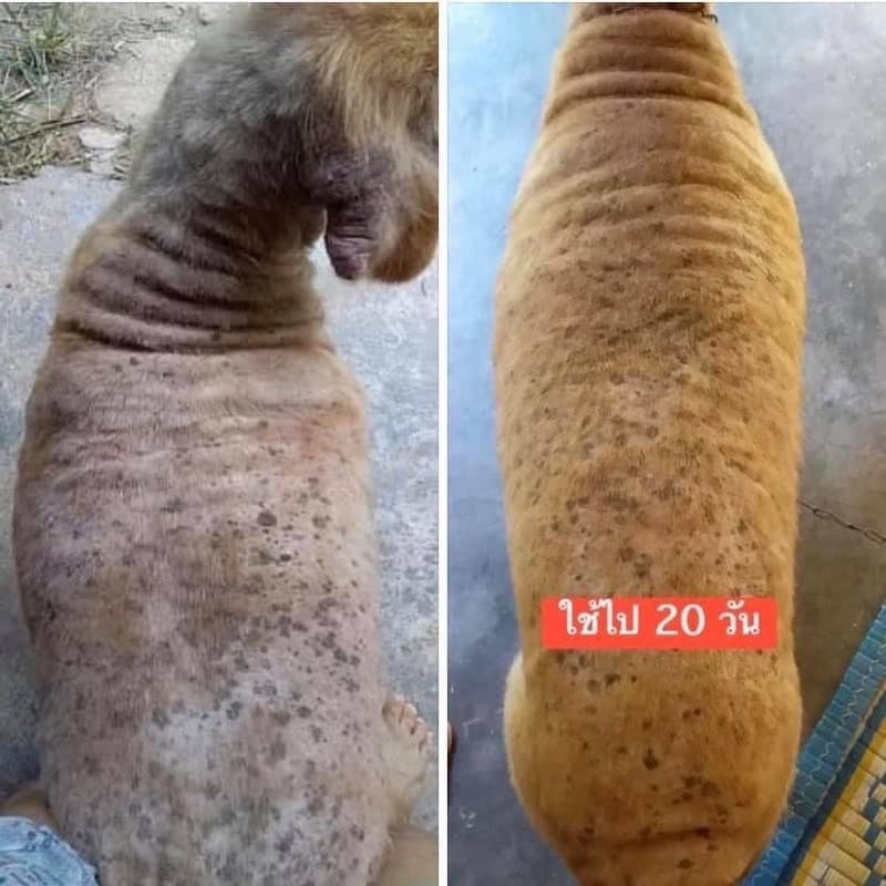 ชุดหยุดขี้เรื้อนหมาแมว เรื้อนเปียกเรื้อนแห้งเชื้อรายีสต์ เซ็ทคู่สุดคุ้ม มังคุด250ml.+สเปรย์200ml. รูปที่ 7