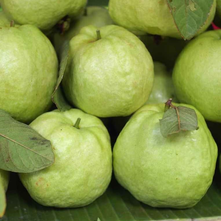 ฝรั่งกิมจู สดใหม่ จากสวน รสชาตหวาน กรอบ อร่อย ห่อกันกระแทกทุกลูก รูปที่ 4