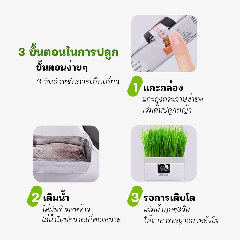 มือใหม่ก็ปลูกได้ แบบถุงปลูกง่ายแค่เติมน้ำ ต้นอ่อนข้าวสาลี ออแกนิกส์ ต้นอ่อนข้าวสาลี หญ้าเเมว หญ้าเเมว สำห รูปที่ 2
