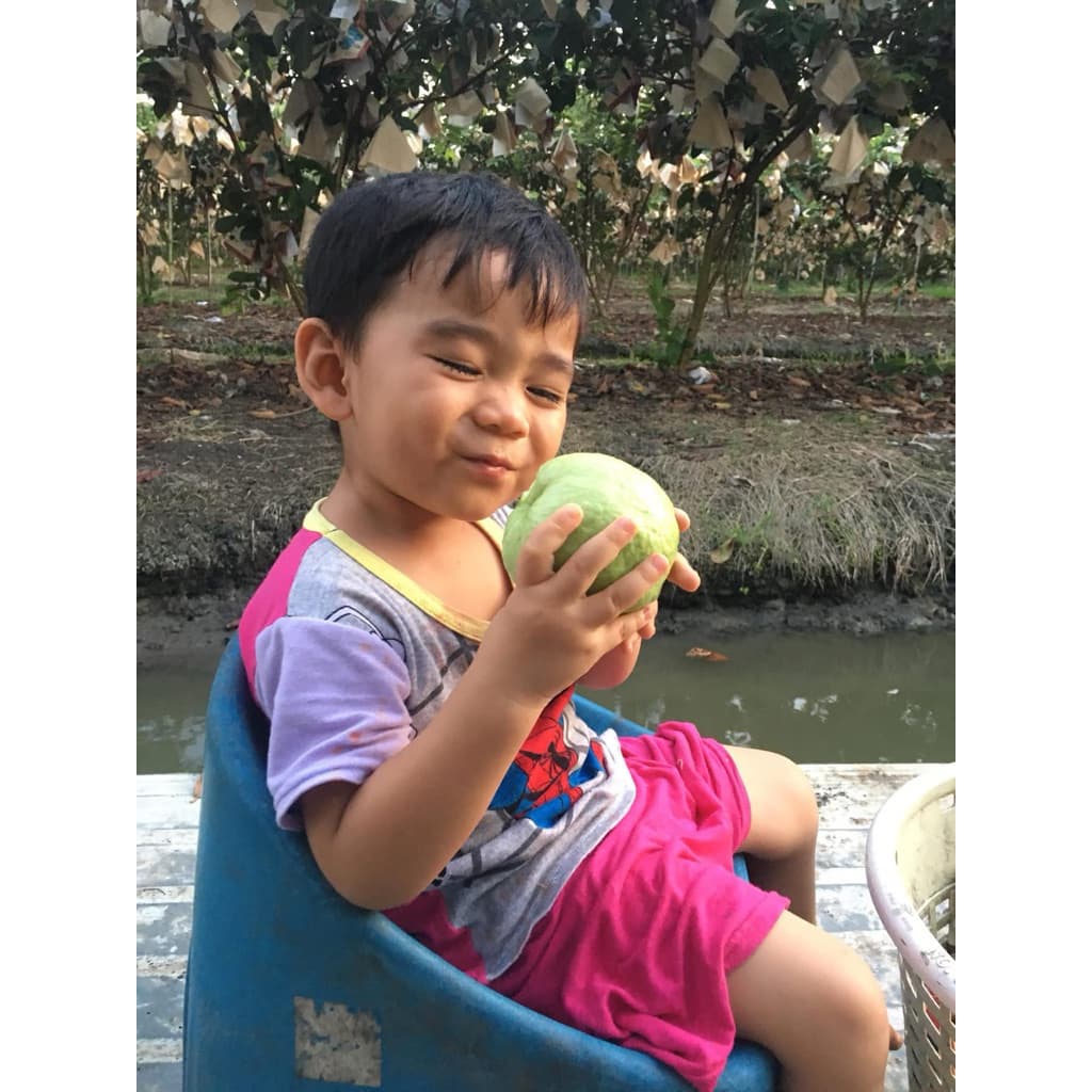 ฝรั่งไส้แดงเกรดมีตำหนิ นิดหน่อย 1 กิโล รูปที่ 7