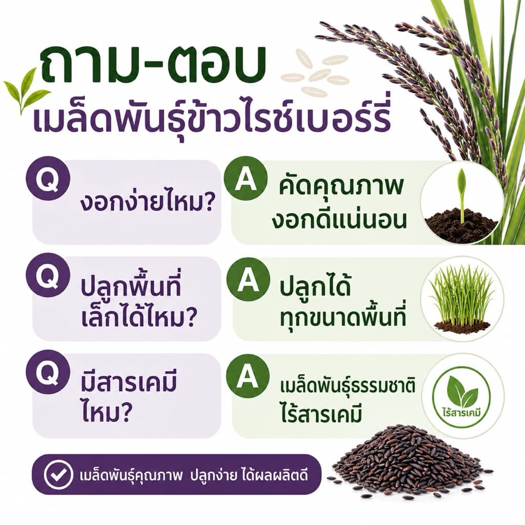 เมล็ดพันธุ์ข้าวไรซ์เบอร์รี่ ปลูกง่าย งอกไว ข้าวเปลือกคัดมือ เมล็ดสมบูรณ์ ปลูกได้ทุกพื้นที่ รูปที่ 8