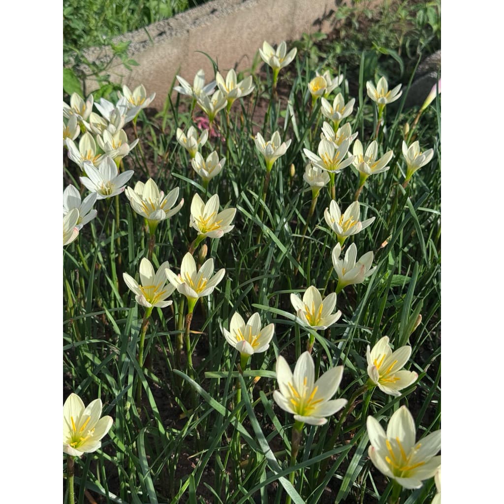 บัวดินสีขาวดอกใหญ่ ชื่อ ขาวนวล 6หัว55บาท รูปที่ 6