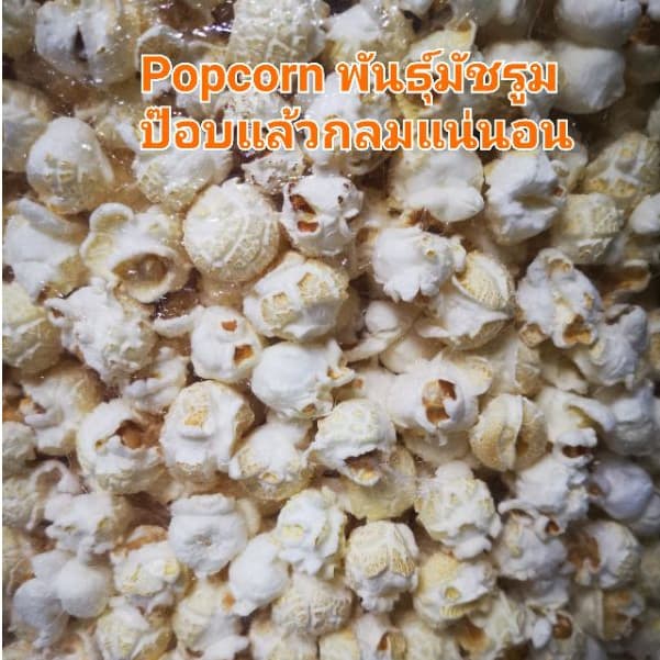 Airpop Popcorn รสธรรมชาติ plain ไม่ใช้น้ำมันหรือเนยในการป๊อบข้าวโพดพันธ์ุเห็ดกลมแน่นอน รูปที่ 2