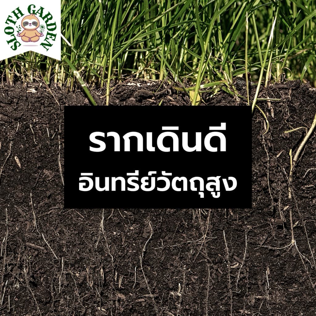 ดินร่วนปนทราย ผสมปุ๋ยหมัก ปลูกต้นอะไรก็ได้ รากเดินง่าย ระบายน้ำดี อินทรีย์วัตถุสูง ดินแคคตัส ดินเพาะเมล็ด รูปที่ 6