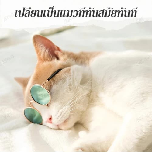 Pet Record แว่นตาสัตว์เลี้ยง แว่นแมว แว่นสุนัข กันลม กันฝุ่น ดีไซน์น่ารัก แถมฟรีสายคล้องแว่นกันลื่น รูปที่ 3