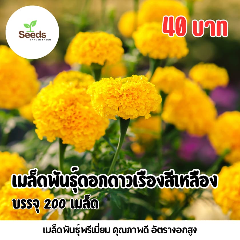 เมล็ดพันธุ์ดอกดาวเรืองสีเหลือง บรรจุ 300 เมล็ด รูปที่ 1