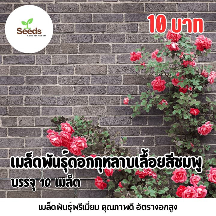 เมล็ดพันธุ์ ดอกกุหลาบเลื้อยสีชมพูบรรจุ 10 เมล็ด รูปที่ 1